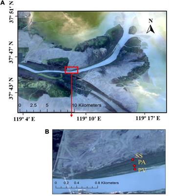 Deposition Flux, Stocks of C, N, P, S, and Their Ecological Stoichiometry in Coastal Wetlands With Three Plant Covers